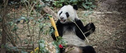 El panda Kai Kai recibe una tarta de bambú como regalo de cumpleaños en el zoo de Singapur.