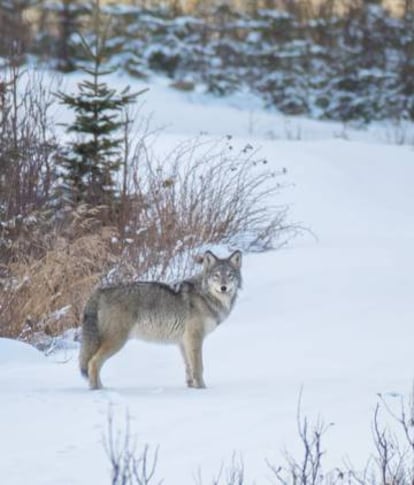 Un lobo canadiense.