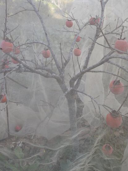 Árbol del huerto cubierto con una gran malla para proteger sus frutos de los pájaros.