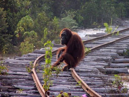 La p&eacute;rdida del h&aacute;bitat es la mayor amenaza para el orangut&aacute;n.