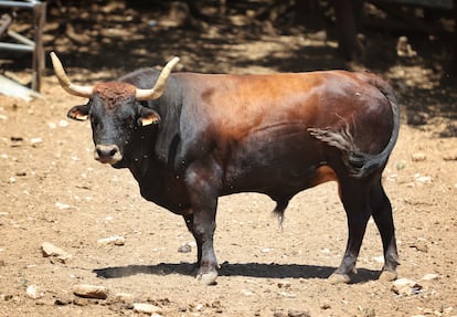 Uno de los toros Casta Navarra elegidos para la encerrona de Sánchez Vara.