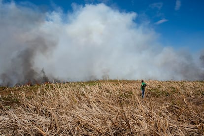 Imagem mostra a vegetação seca da área impactada pelo fogo.