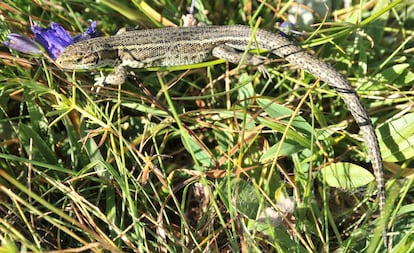 Una lagartiga de turbera 'Zootoca vivipara louislantzi' fotografiada en el Pirineo Aragonés.