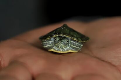 ¿Una tortuga viviendo en una de esas populares tortugueras de plástico en forma de riñón con una palmera de adorno? "Una aberración", según los expertos.