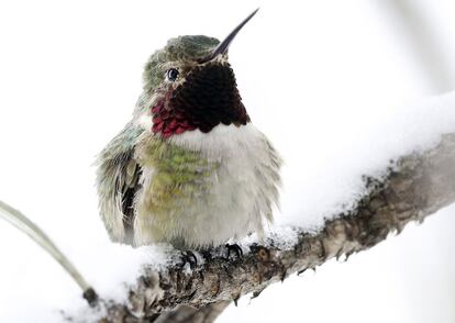 Un colibrí en una rama cubierta de nieve tras una tormenta de primavera, en Eldorado Canyon State Park, en Colorado. 12 de mayo de 2014.