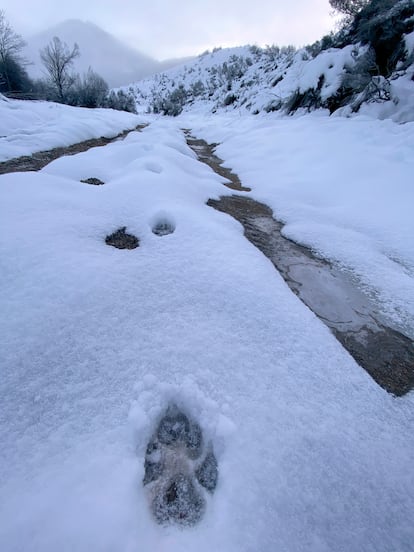 Una huella de lobo marcada en la nieve en una mañana a 12 grados bajo cero en la cordillera Cantábrica. El lobo caza mejor cuando hay una espesa capa de nieve.