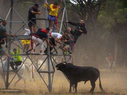 Celebración del festejo del Toro de la Vega el martes en Tordesillas.