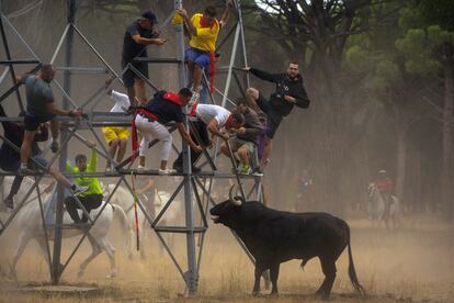 Toro de la Vega Tordesillas