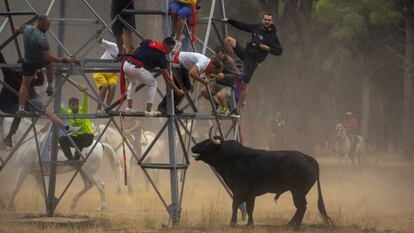 Celebración del festejo del Toro de la Vega el martes en Tordesillas.