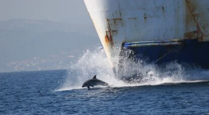 Delf&iacute;n saltando delante de un buque en el Estrecho de Gibraltar.