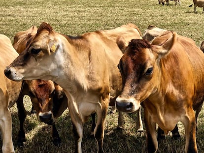 Vacas de raza Jersey / Capel