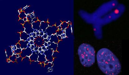 A la izquierda, representación de las estructuras de cuádruple hélice. A la derecha, su visualización en células cancerosas.