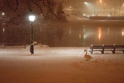 Un cisne camina por la nieve cerca de Harlem Meere en Central Park.