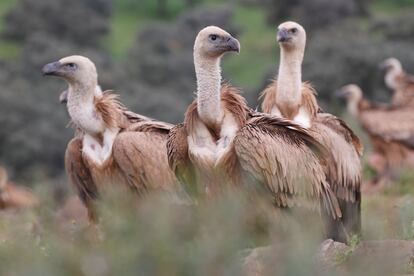 Un grupo de buitres en el parque nacional de Monfrage (Cceres).