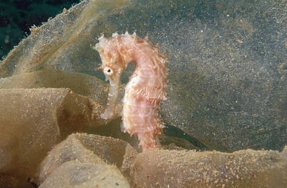 Un caballito de mar intenta camuflarse dentro de una bolsa de plástico en aguas de Filipinas.