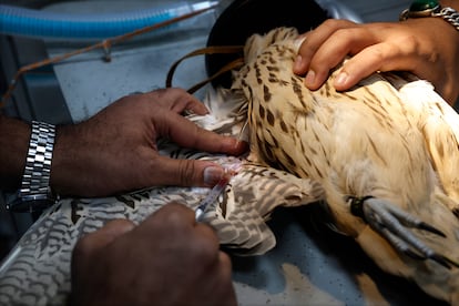 Personal del Hospital de halcones de Al Khor, en Qatar,  extraen una muestra de sangre de un halcon recien llegado al centro. Debido a las especiales características anatómicas de la piel de las aves, son muy propensas a la desvitalización extensiva a la desecación temprana y a la necrosis. Por ello, toda intervención quirúrgica debe realizarse a su debido tiempo para una recuperación favorable. 