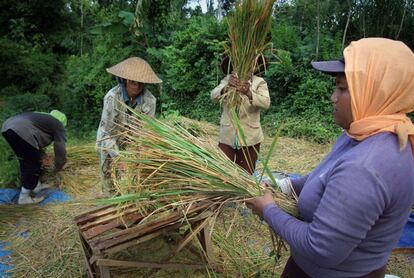 Mujeres indonesias trillan el arroz recién cosechado en Malang, en la isla de Java Oriental mientras se celebra en todo el mundo el Día de la Mujer.