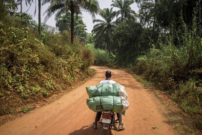 Un motorista se dirige a Kabala, una pequeña ciudad del norte de Sierra Leona, para vender los repollos cosechados en una aldea cercana.