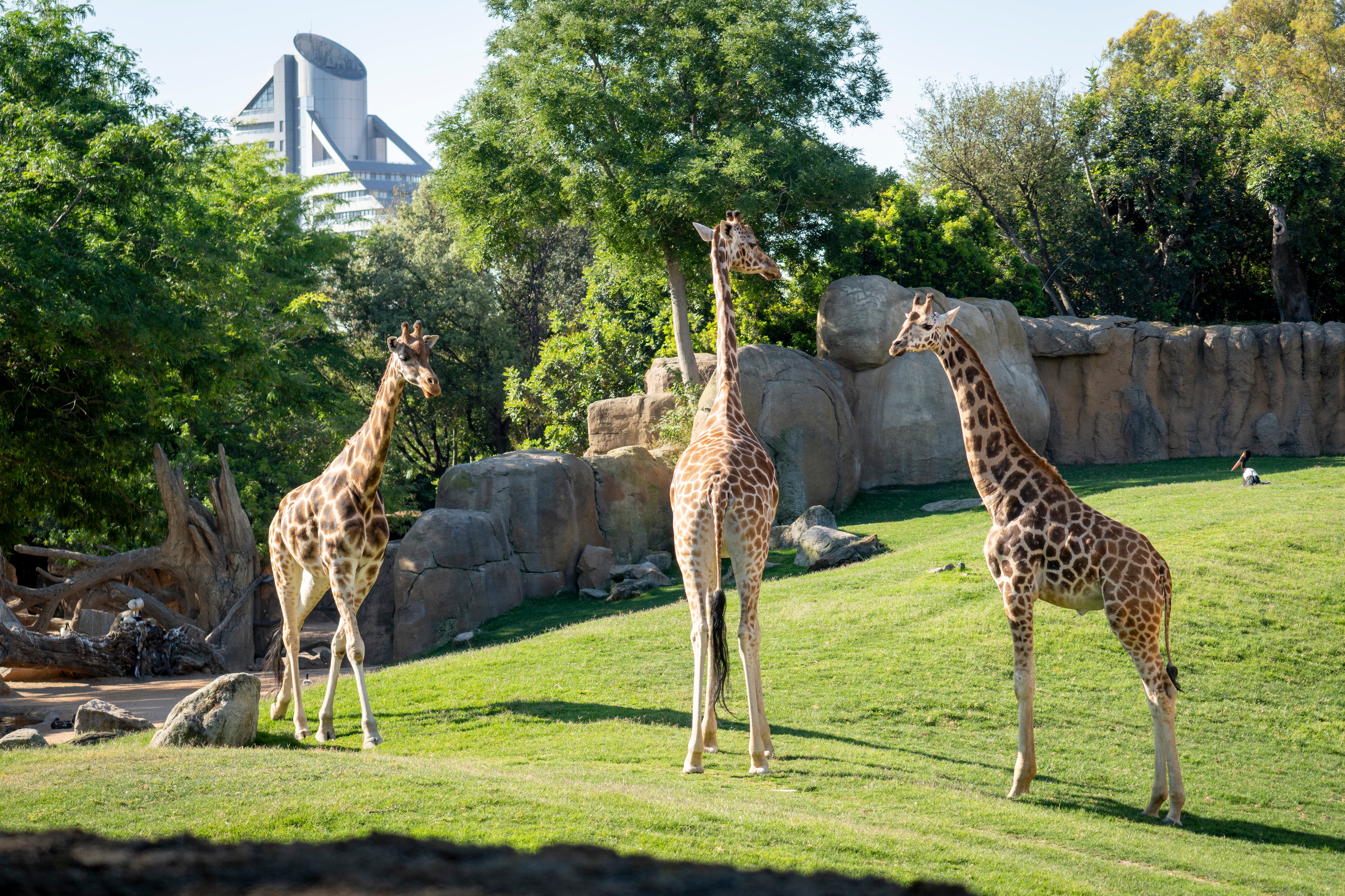 Sherry, el nuevo macho de jirafa, el pasado mayo en la sabana de Bioparc Valencia.
