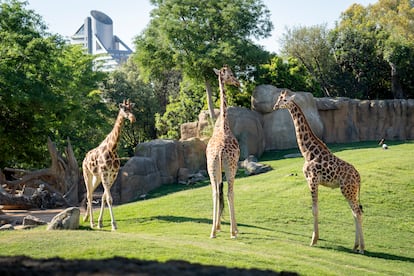Sherry, el nuevo macho de jirafa, el pasado mayo en la sabana de Bioparc Valencia.