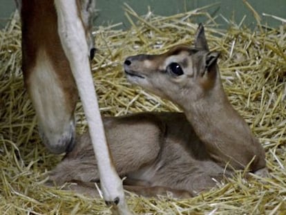 El ejemplar de gacela Mhorr nacida en Bioparc.