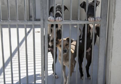 Tres perros del Centro de Protección Animal del Ayuntamiento de Madrid.
