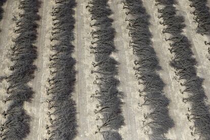 Un camp d'ametllers morts per la sequera a Coalinga, a la Central Valley de Califòrnia (EUA).