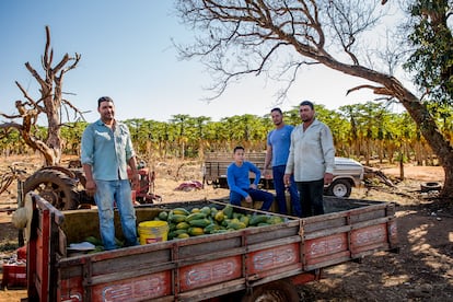 De izquierda a derecha, João, Davi, Marcelo y José durante la cosecha de papaya en el terreno que alquilan los hermanos.