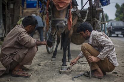 Herradores en Cachemira ponen una herradura a un caballo en el mercado de Bugdam, al oeste de Srinagar (India).