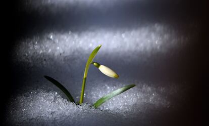 Una flor en un jardín de Munich, Alemania, el 4 de marzo de 2013.