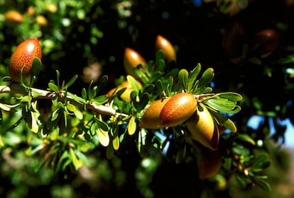 Uno de los productos más conocidos de la zona de Marrakech y Essaouira es el aceite de Argán, muy cotizado en los últimos años en toda Europa.