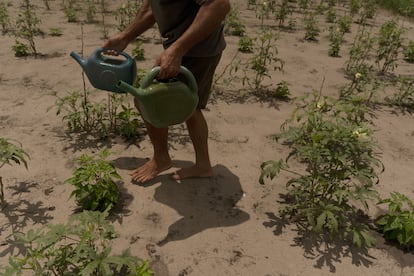 Además, estas comunidades tienen que hacer frente a graves impactos ambientales, como la destrucción de ecosistemas costeros y el aumento de la erosión.
El avance del puerto también intensificó la crisis ambiental en la región. La salinización del suelo ha dificultado la agricultura, comprometiendo la producción de alimentos y la seguridad alimentaria local. En la fotografía, Anderson Toledo riega la plantación de quiabo, que crece en la arena. Esta fruta de origen africano, conocida como ‘kimbombó’ en lengua yoruba, es uno de los cultivos más frecuentes en la producción agrícola de la zona.