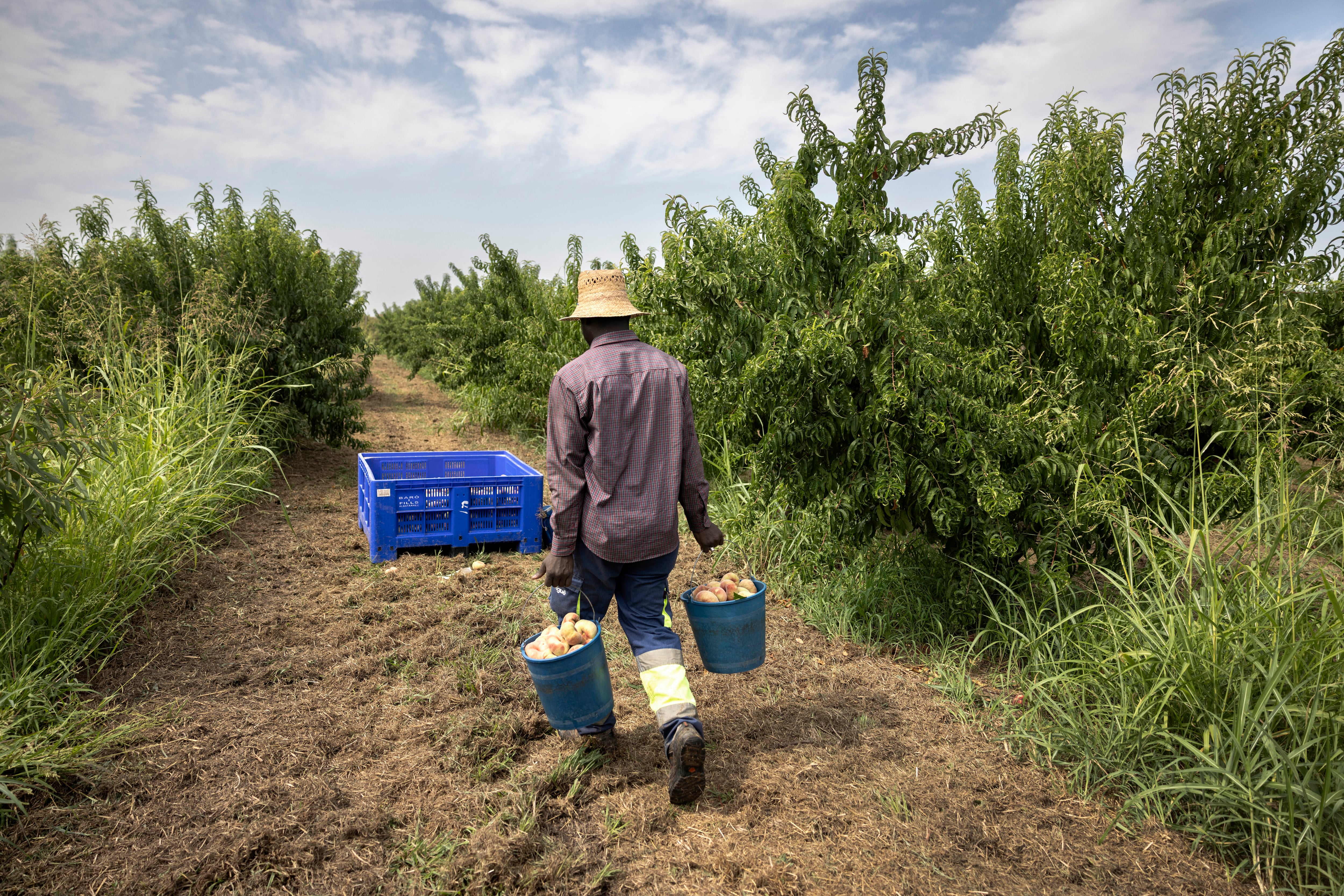 Un treballador als camps de fruita de Lleida. 
