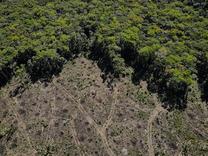 Vista aérea de una parcela deforestada de la selva amazónica en Manaos.