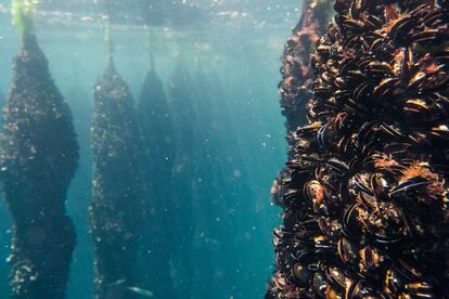 The mussel is one of the star products of Cambados.