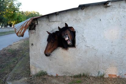 Horses look out a window of their stable near the village of Pontoiraklia, Greece, May 27, 2016. REUTERS/Marko Djurica     TPX IMAGES OF THE DAY