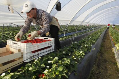 Una trabajadora recoge fresas en una finca de Palos de la Frontera (Huelva) en la pasada campaña.