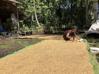 Una mujer secando granos al sol en Kalimantan occidental, Indonesia. Una concesión de aceite de palma se superpone a sus tierras de cultivo y amenaza el acceso a alimentos para ella y de su familia.
