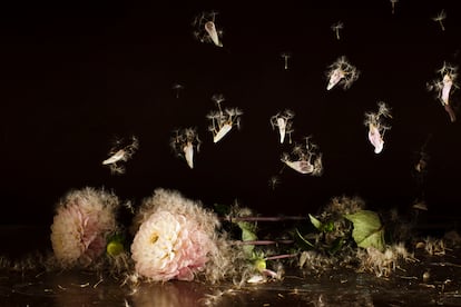 'Reminiscencias', del artista David Catá.