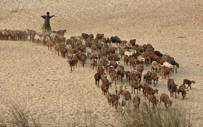 Un pastor camina junto a su rebaño de cabras en las orillas del río Mahanadi en el distrito de Cuttack, cerca de Bhubaneswar, India. 