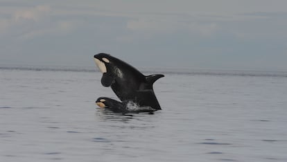 Orcas