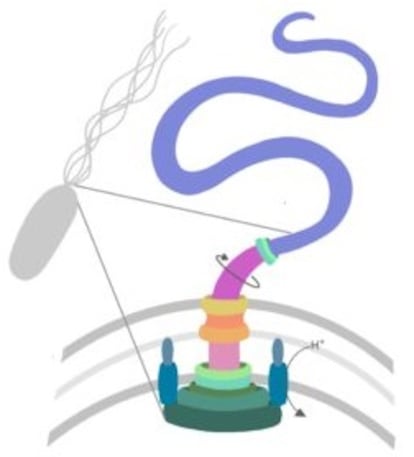 Estructura simplificada de un flagelo bacteriano.