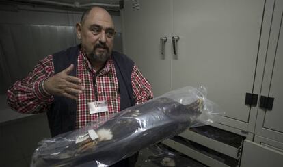 Fotogalería. Carlos Urdiales, conservador de las colecciones de la Estación Biológica de Doñana, muestra un ejemplar de águila imperial.