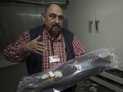 Fotogalería. Carlos Urdiales, conservador de las colecciones de la Estación Biológica de Doñana, muestra un ejemplar de águila imperial.