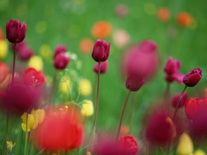 Orgía de tulipanes en Holanda