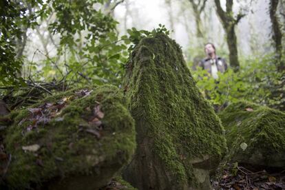 Debido a la humedad de la niebla las rocas aparecen totalmente cubiertas de musgo.