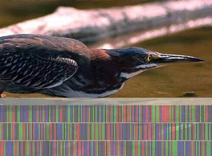 Imagen de una garza sobre la representación de su secuencia genética en forma de código de barras.