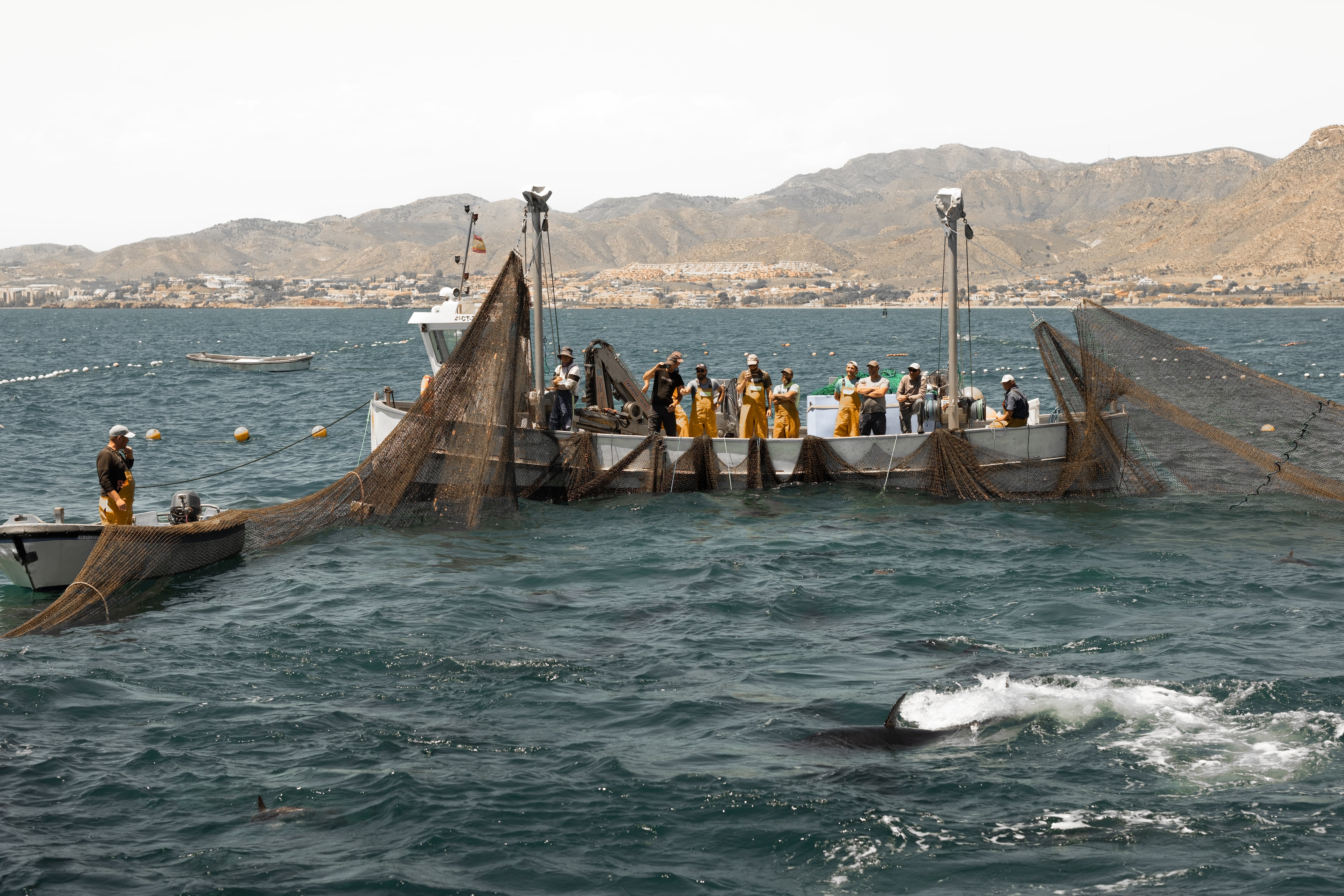 La albacoreta de La Azohía: el gran tesoro de la última almadraba del Mediterráneo español