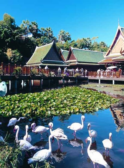 Un grupo de flamencos junto al pueblo tailandés de Loro Parque.