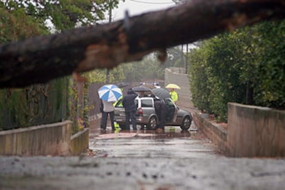 El tronco del árbol, en primer plano, que cayó sobre el vehículo y provocó la muerte del conductor.